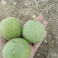 گردوسبزو تازه علی آباد پیشکوه