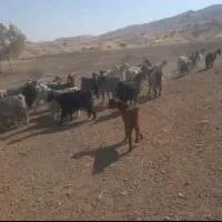 بز داشتی|حیوانات مزرعه|نورآباد ممسنی, |دیوار