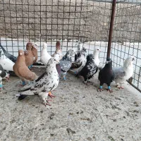کبوتر دورگ پلاکی و خودمونی پرشی زرنگ|پرنده|شیراز, پانصد دستگاه ارتش|دیوار