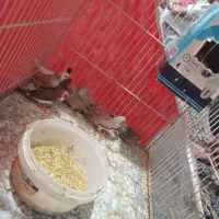 فنچجفت|پرنده|مشهد, نظام دوست|دیوار