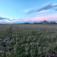 زمین زراعی مزرعه|فروش دفتر صنعتی، کشاورزی، تجاری|لنگرود, |دیوار