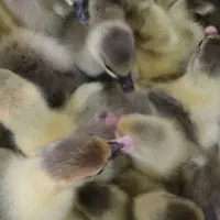 فروش جوجه غاز دو رگه 7 روزه