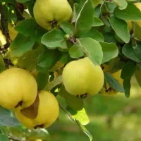 پیش فروش نهال به کهی لیبل دار