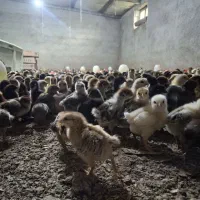 جوجه ۱۲روزه گلپایگان عمده و خرده