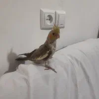 جوجه عروس هلندی دستی