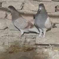 دوجفت کفتر پرشی|پرنده|باقرشهر, |دیوار