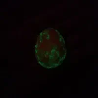 گوهر شب چراق