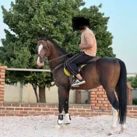 اسب ترکمن نریان|اسب و تجهیزات اسب‌سواری|شیراز, ویلاشهر|دیوار