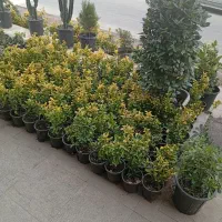 شمشاد طلایی سطل ۴|خدمات باغبانی و درختکاری|بومهن, |دیوار