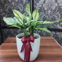 گل زیبای آپارتمانی|گل و گیاه طبیعی|اندیشه, اندیشه فاز ۱|دیوار