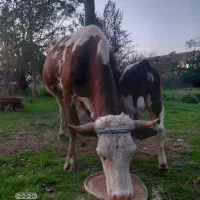 گاو دورگ سیمینتال نژاد دار ورزا