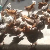 جوجه مرغ