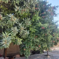 رهن و اجاره منزل مسکونی|اجارهٔ خانه و ویلا|شیراز, شهرک قمشه|دیوار