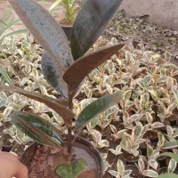 گل فیکوس|گل و گیاه طبیعی|محلات, |دیوار