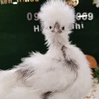 جفت مرغ و خروس زینتی و جوجه ابریشمی و تخم نطفه دار|حیوانات مزرعه|اصفهان, بهارانچی|دیوار