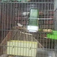 طوطی برزیلی|پرنده|پلدختر, |دیوار