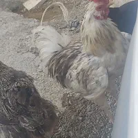 خروس گلین چهل تاج