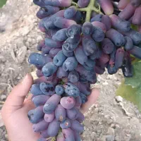 فروش نهال انگور ایرانی و خارجی