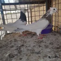 کبوتر پرشی|پرنده|اصفهان, دستگرده|دیوار