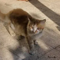 بدلیل مسافرت واگذار میشوند.|گربه|تبریز, |دیوار