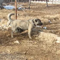 سگ سرابی هفت ماهه نر