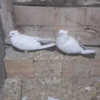 کبوتر کله رنگی و دم رنگی|پرنده|جلفا, |دیوار