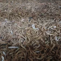 کرم میلورم خشک و زنده