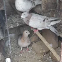 گم شده کفتر|حیوانات|سبزوار, شرق کال میانی|دیوار