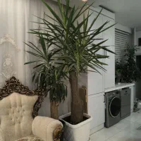یوکا تنه بزرگ