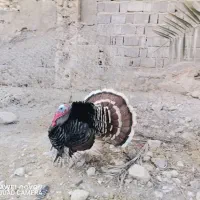 فروش بوقلمون