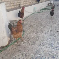 مرغ و خروس عربی سر حال و تخم گذار|پرنده|اهواز, گلدشت|دیوار