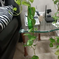 پتوس|گل و گیاه طبیعی|قزوین, |دیوار