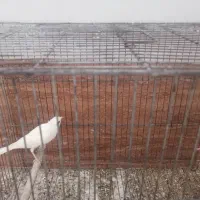 نر ماده آماده جفت کردن