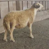 نره.گوسفند