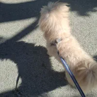 سگ نر|سگ|کرمانشاه, |دیوار