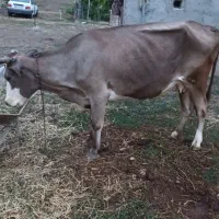 فروش گوساله  گاو مریض