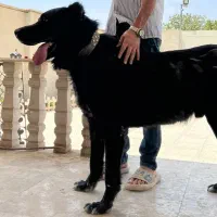 سگ سرابی نگهبان