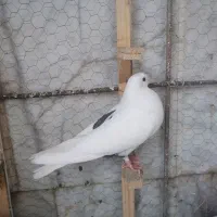 کبوتر گم شده.کبوترصید|حیوانات|مشهد, حجاب (شهرک غرب)|دیوار