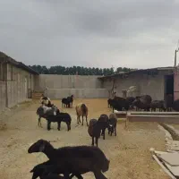 اجاره دامداری با مجوز رسمی