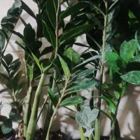 بامبو .گل .گلدان بامبو|گل و گیاه طبیعی|ورامین, ورامین|دیوار