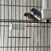 فنچ گلدین آبی