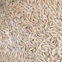 جو کردی|عمده‌فروشی|سرپل ذهاب, |دیوار