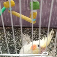 عروس هلندی وکوتوله برزیلی