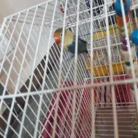 عروس هلندی و کوتوله برزیلی