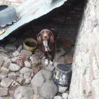 سرگرمی فراغت حیوان خونگی|سگ|رامیان, |دیوار