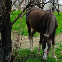 مادیان خالص ایرانی