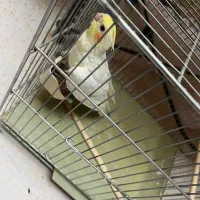 عروس هلندی|پرنده|زنجان, |دیوار