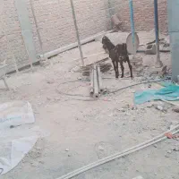 فروش فوری نر بز کامورایی|حیوانات مزرعه|خاش, |دیوار