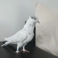 کله خالدار پرشی