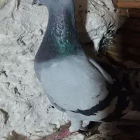 آلمانی|پرنده|گنبد کاووس, |دیوار